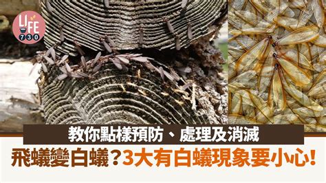 飛蟻出現原因|【飛蟻入屋】飛蟻會變白蟻？詳解出現原因＋10招防飛蟻方法 